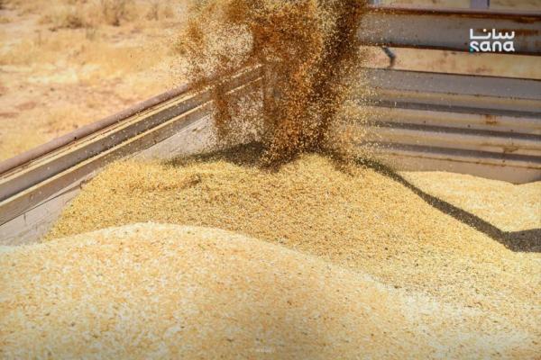 صنف مطور من القمح.. يغطي 4000 دونماً