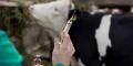 دائرة الصحة الحيوانية: حملة لتحصين قطعان الأبقار ضد مرض الحمى القلاعية