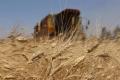 الزراعة تكشف عن المساحات المحصودة من القمح